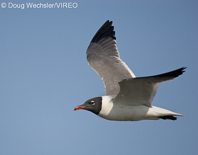 Laughing Gull